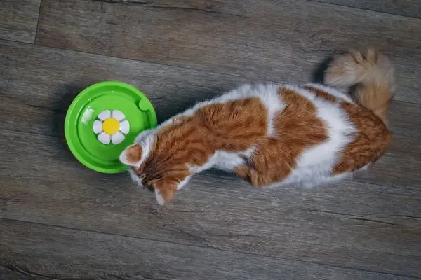 how often to change water in cat fountain how often to change water in cat fountain