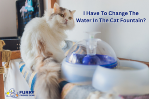 how often to change water in cat fountain