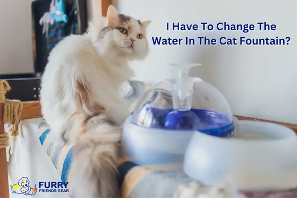 How Often To Change Water In Cat Fountain