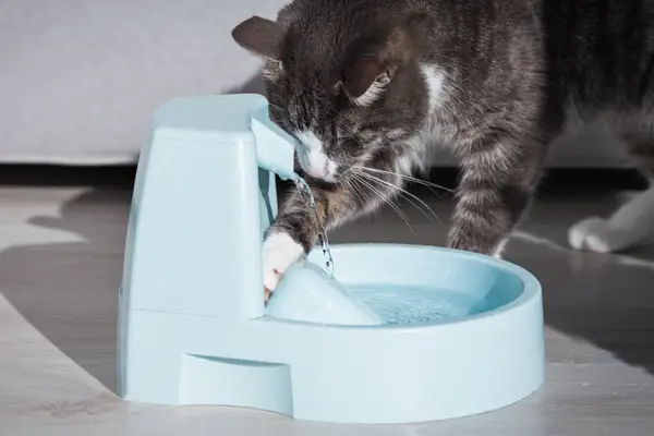 how to clean a cat water fountain