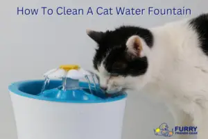 how to clean a cat water fountain