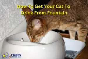 how to get my cat to drink from fountain