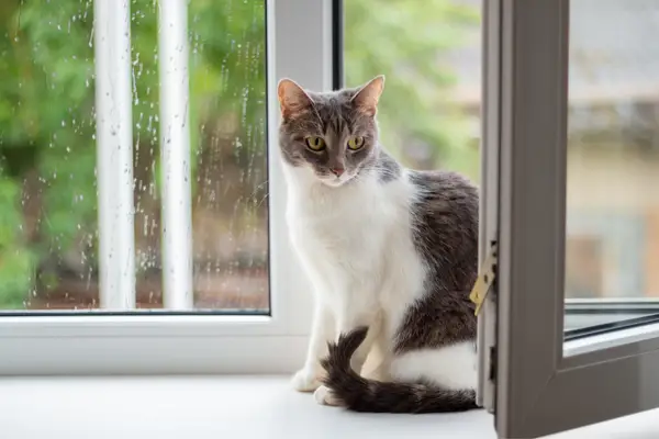 most reliable cat window perch