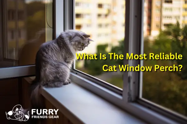 What Is The Most Reliable Cat Window Perch?