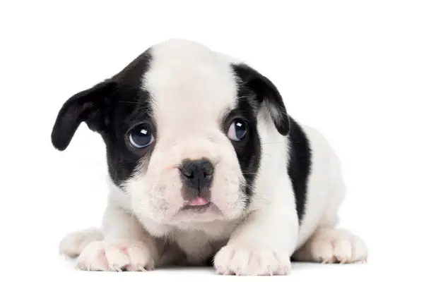 nervous french bulldog puppy