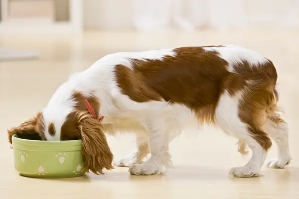 puppy eating out of light green food bowl