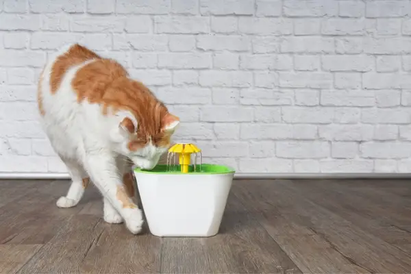 red and white cat drinking from cat water fountain