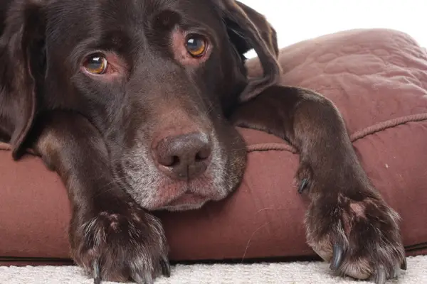 sad chocolate lab laying down