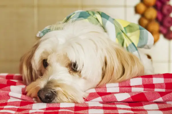 sad dog looking for food sad dog looking for food