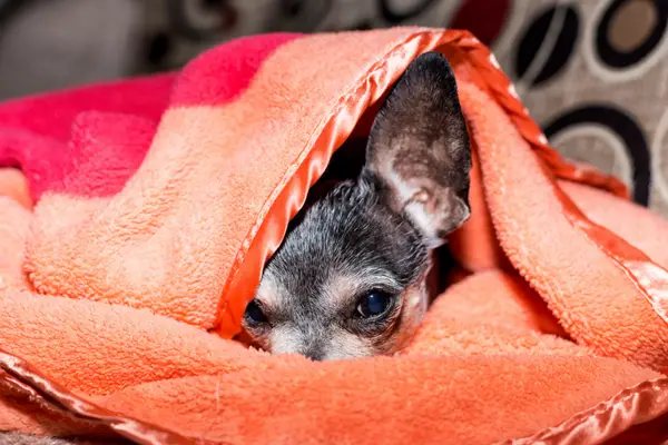 sad dog under blanket