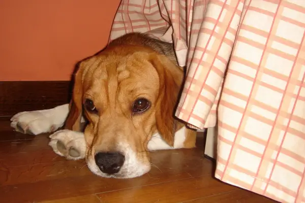 scared beagle hiding under a table