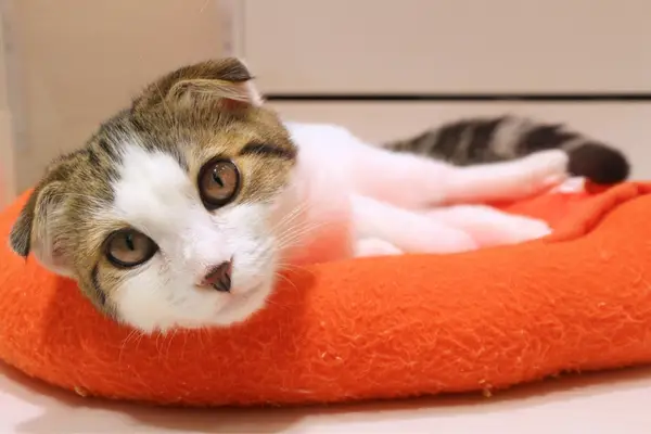 scottish fold cat in an orange bed