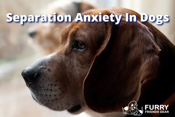 separation anxiety in dogs