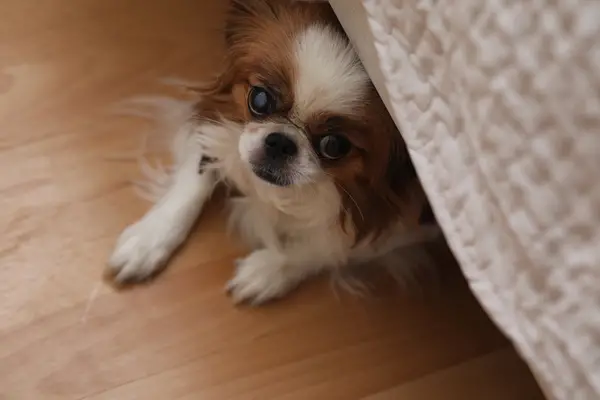 small dog hiding under bed covers
