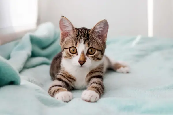 small kitten laying on a blue blanket