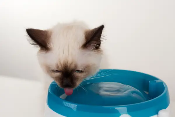 small white and brown cat drinking from a fountain