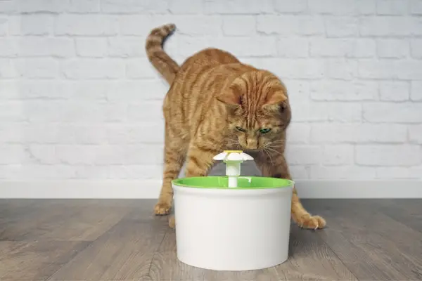 thirsty cat approaching water fountain