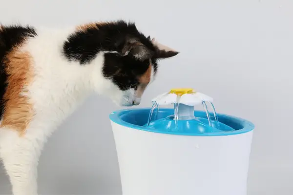 tricolored cat drinking from fountain