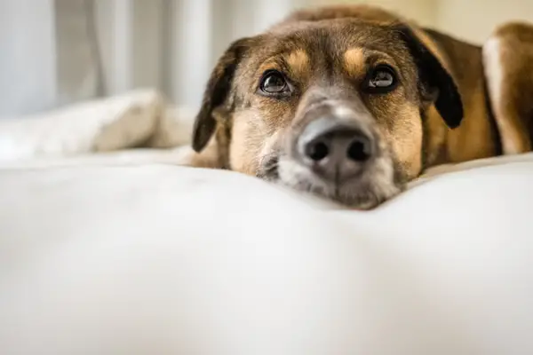 why do dogs get separation anxiety why do dogs get separation anxiety