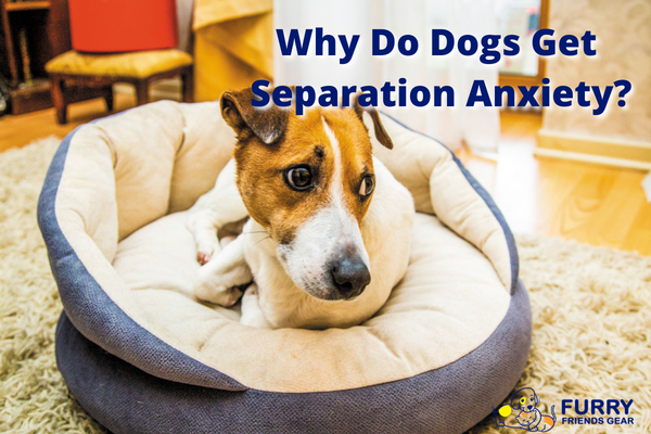 why do dogs get separation anxiety