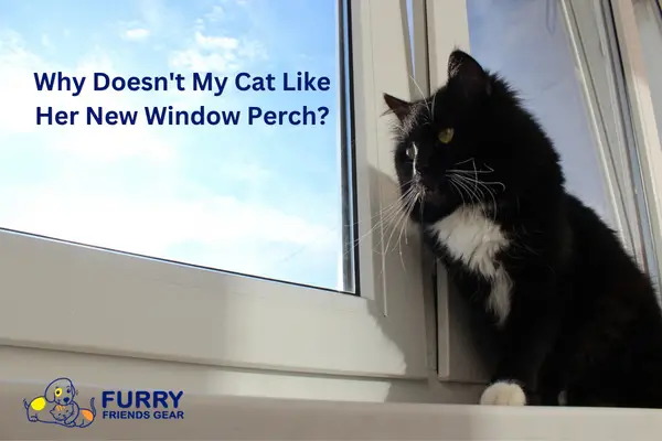Why Doesn’t My Cat Like Her New Window Perch?