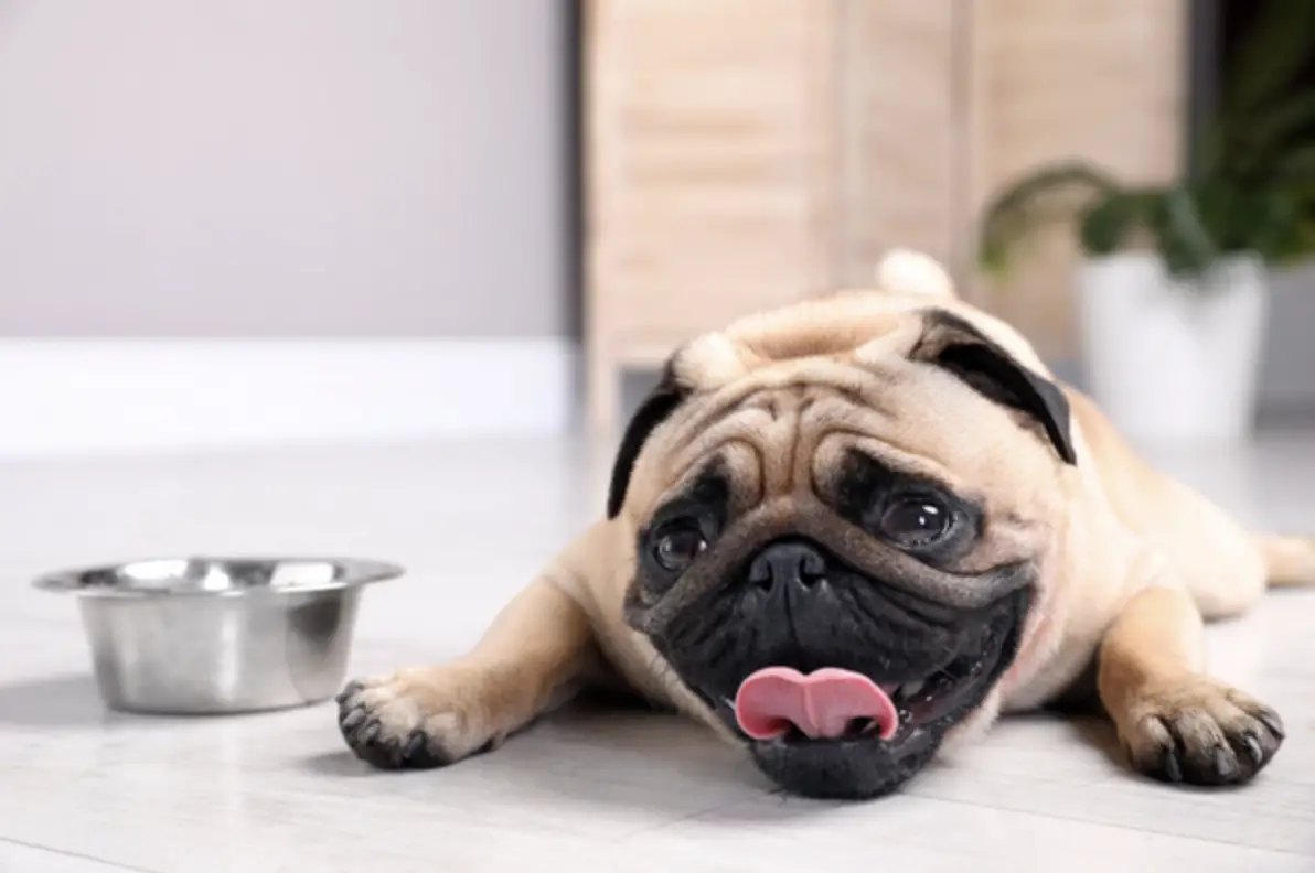 dog cooling down on floor