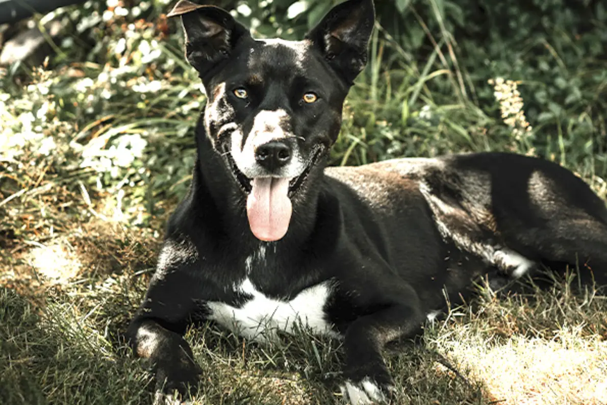 reducing dog's temperature in shade