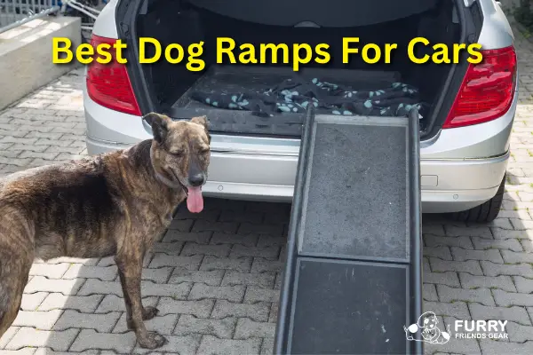 The Best Dog Ramp: Our Top 7 Picks