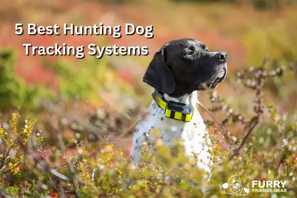 5 Best Hunting Dog Tracking Systems