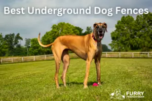 best underground dog fences