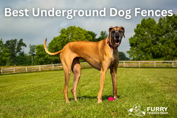Best Underground Dog Fence, Our Top 7 Picks