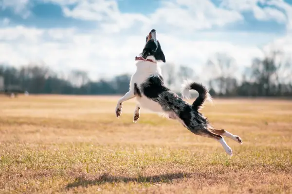 border collie jumping