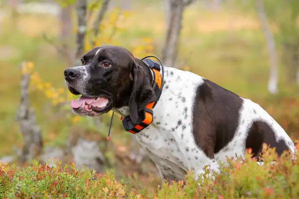 brown and white dog sitting with tracking collar on