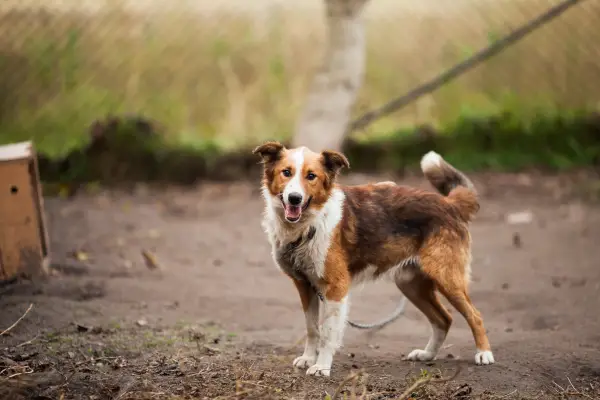 dog looking at camera in field dog looking at camera in field