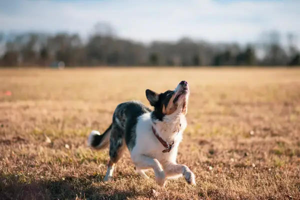 dog playing in a field ready to jump
