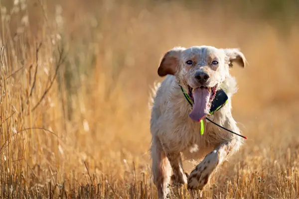 dog running in field with tracking collar