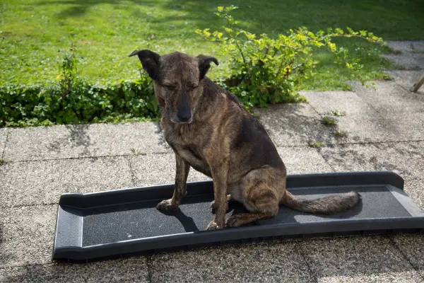 dog sitting on the dog ramp on the ground