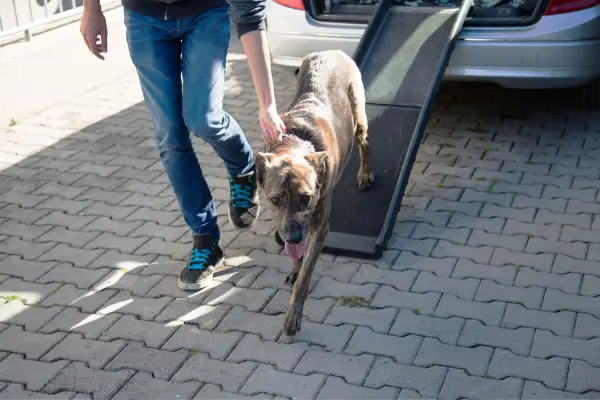 dog walking down a ramp attached to car