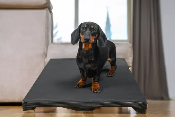 small dog on a ramp in the house