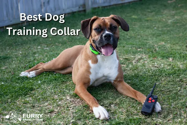 Best Dog Training Collar of 2024