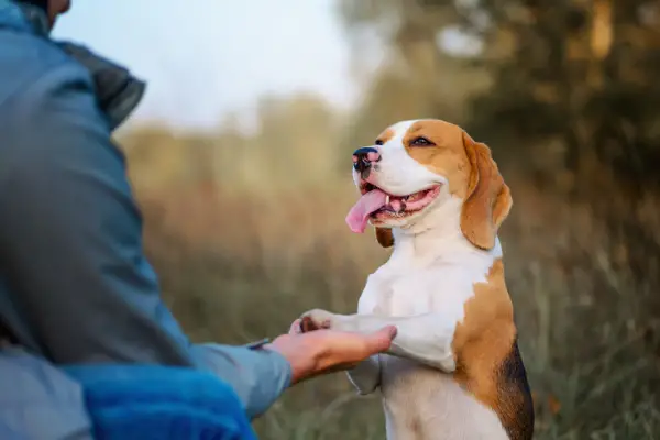 dog shaking hand with owner