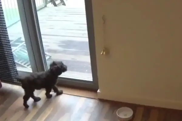 dog waiting to go outside after ringing bell