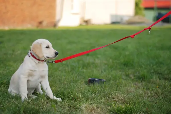 puppy being trained with leash in grass
