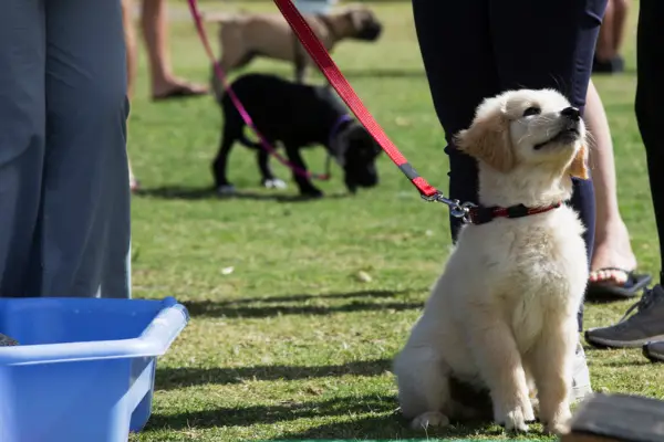 puppy getting trained