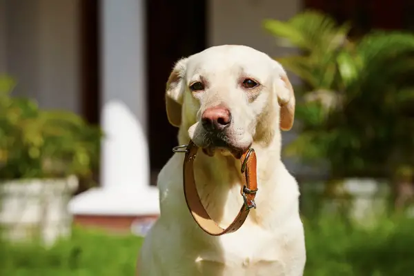 yellow lab holding collar in mouth