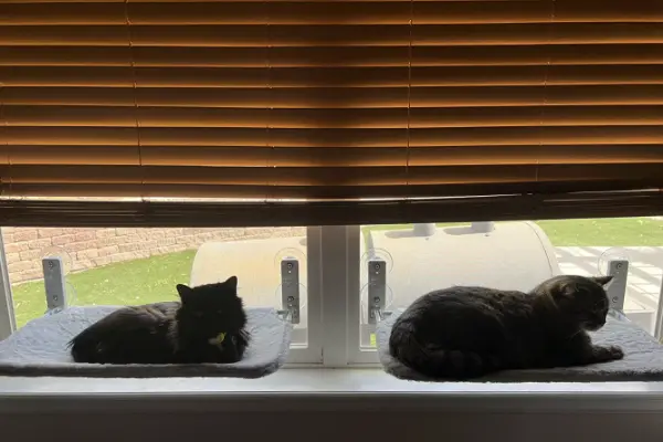 2 cats sitting on separate window perches