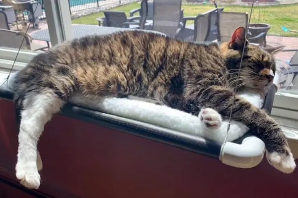 best cat window perches