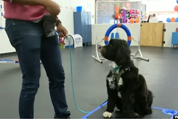 Dog Being Trained At Zoom Room