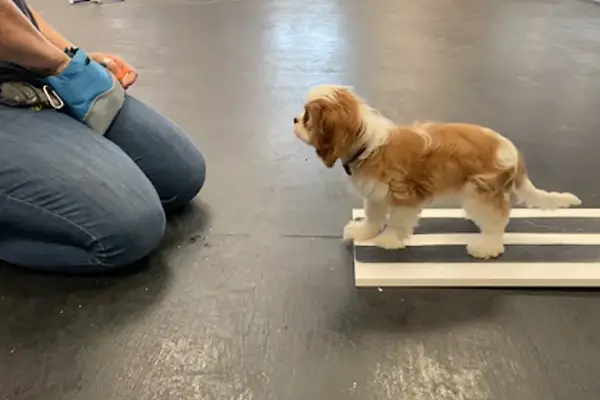 Dog Getting Dog Treats While Training