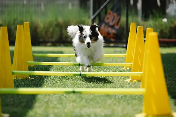 Training Dogs At Zoom Room